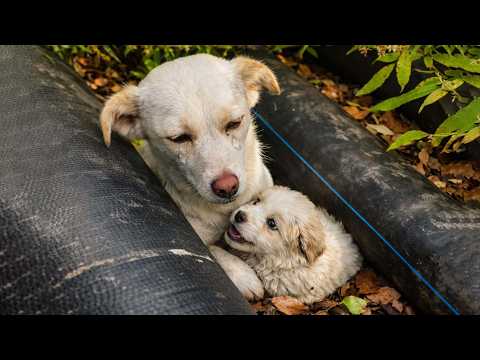 In einer dunklen Tunnelspalte ausgesetzt, kämpften eine streunende Mutter und ihr Welpe verzweifelt