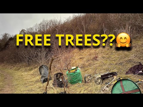 YAMADORI DIG FOR BLACKTHORN