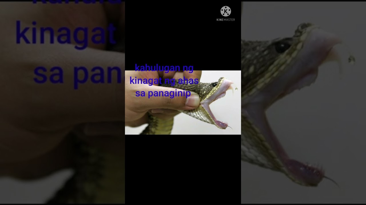 Putar video Panaginip na Kinagat ng Ahas sekarang Panaginip na Kinagat ng Ahas