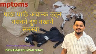 पाठा पाठि अचान्क उठ्न नसक्ने दुध नखाने समस्या #drbhat #goat #nepali #farming