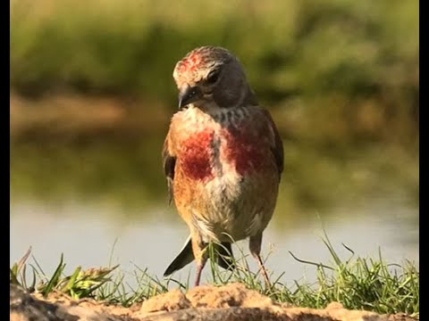 PARDILLO COMÚN | LINNET | Carduelis cannabina