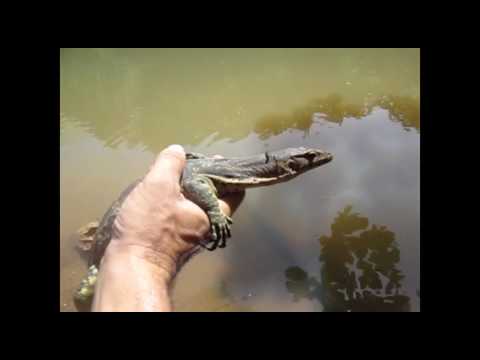 Peng's Release, Rescued Juvenile Water Monitor Lizard on Koh Phangan