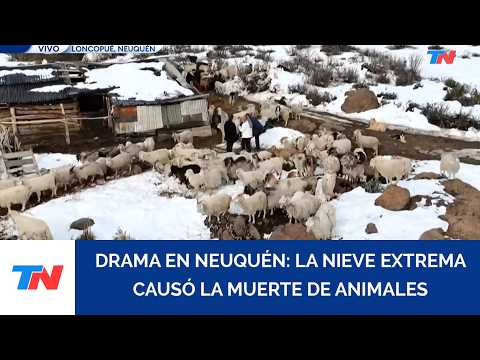 HISTÓRICAS NEVADAS EN EL NOROESTE DE NEUQÚEN: los animales mueren por falta de comida y agua