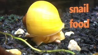 fresh water snail eat algae?  (how to feed fresh water snail)
