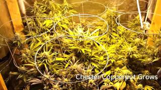 Chester Copperpot is Back!