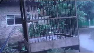 Download lagu Trucuk ropel bbc ceto mp3