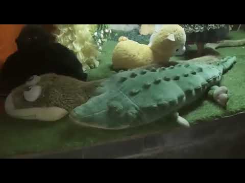 Armeen very happy with all jungle animals toys 😀😀😉😘