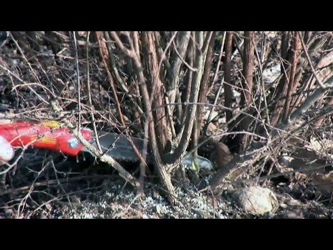 Schnittanleitung: Im Frühjahr blühende Sträucher schneiden