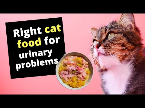 What is the right cat food for urinary problems?