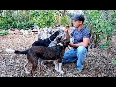 download lagu mp3 mp4 Vegan Dogs Near Me, download lagu Vegan Dogs Near Me gratis, unduh video klip Vegan Dogs Near Me