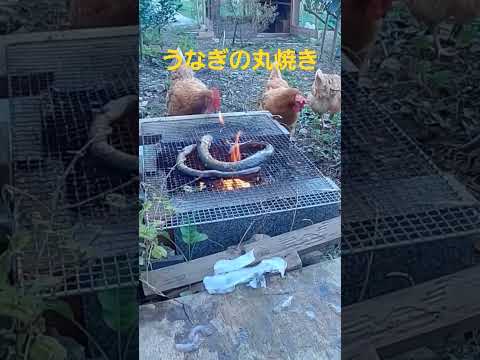 4つの簡単なステップで冬に鶏に卵を産ませるにはどうすればよいですか?  庭園