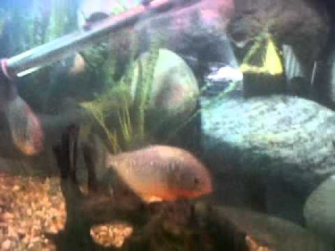 24 red bellied piranhas swimming with 1 gold fish