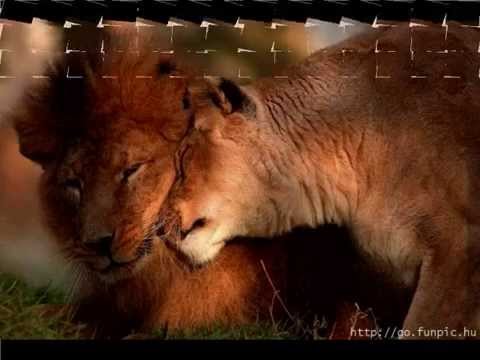 download lagu mp3 mp4 Image Animaux Amoureux, download lagu Image Animaux Amoureux gratis, unduh video klip Image Animaux Amoureux