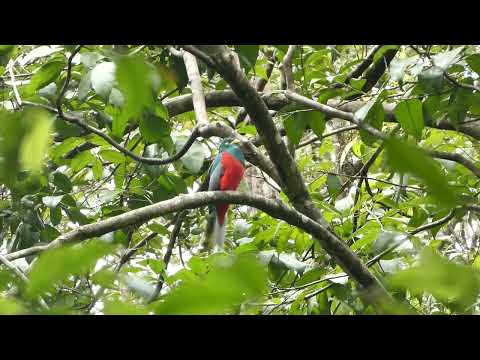 Narina Trogon call