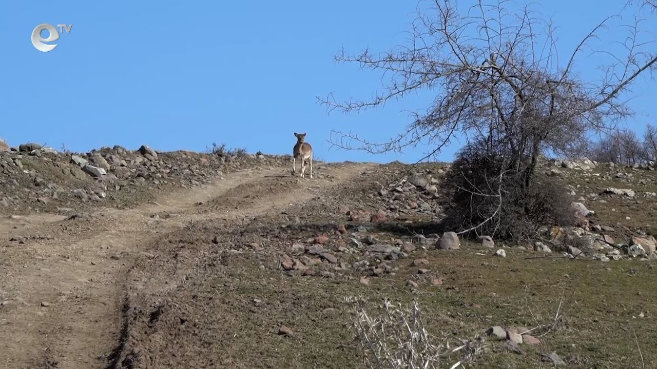 Скитащи кучета в района на Кърджали нападат дивеч и нанасят щети върху популацията
