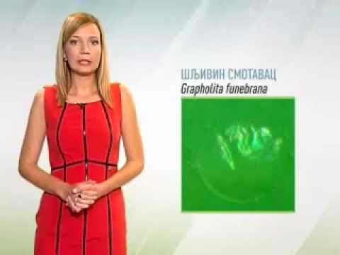 Zelena prognoza, 26.6.2015. - O stanju u zasadima šljiva