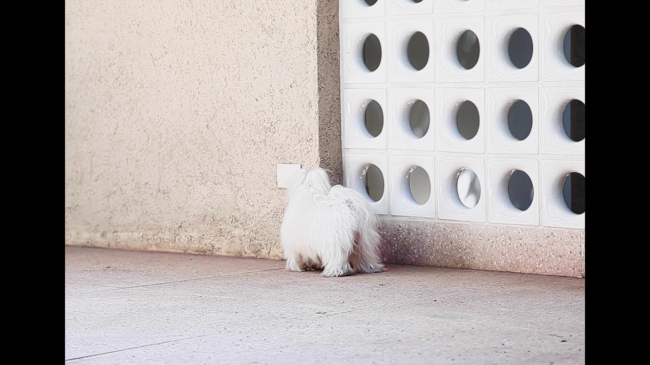 Charlie (projeto incompleto)