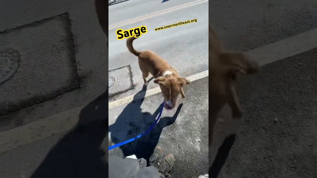 Enlarge AC - Sarge, a Adoptable mixed breed in Saranac Lake, NY video 4/7