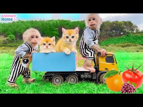 Obi helps the mother cat find the kittens