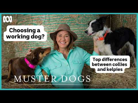 Top differences between collies and kelpies | Muster Dogs: Collies & Kelpies | ABC iview