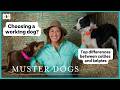 Top Differences Between Collies And Kelpies Muster Dogs Collies Kelpies ABC Iview