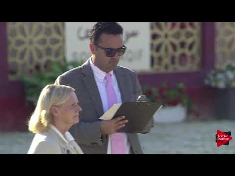 N.28 TE AL SHAQAB - 2019 Qatar International show - Yearling Fillies (Class 1B)