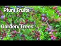 Plum Fruits Garden | Aloo bukhara Tree | Plum Tree | Plum Fruit Harvesting And Packing