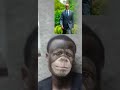 Imitima Yabantu Irahagaze By KAKAJWi Ft Teo Bosebabireba Comedyfilms Funny Comedymove Com