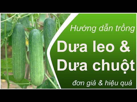 , title : '[HG00002] - Cách trồng cây Dưa Leo (dưa chuột) | How to grow cucumbers VietNam'