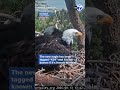 Big Bear bald eagle Shadow seen back at his nest with a new friend