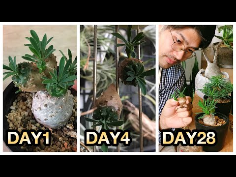 園芸 ユーフォルビア ブラックバード