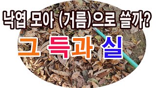 낙엽 모아 퇴비(거름)으로 쓸까? 그 득과 실 (낙엽 이용, 낙엽 사용, 퇴비 만들기, 거름 만들기, 낙엽 …
