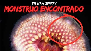 Criatura desconocida encontrada en New Jersey 
