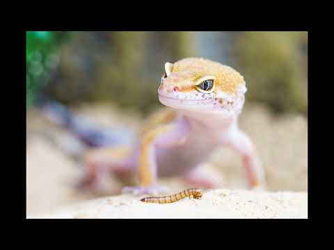 DirdyTwist - Echsenmensch (Lost Track, 2021)