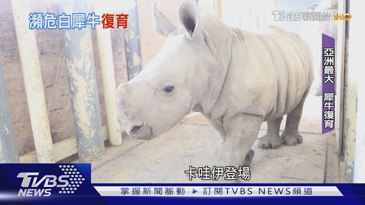 搶救白犀牛! 六福打破觀光業宿命奪ESG獎