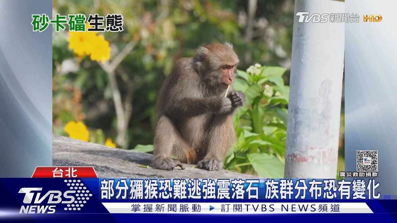 砂卡礑沿線都有「台灣獼猴」 學者憂死傷慘「恐也難逃落石」