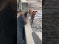 German Shepherd VS Chippiparai Vikram Vedha Germanshepherd Chippiparaidog Viral Fight Dogs