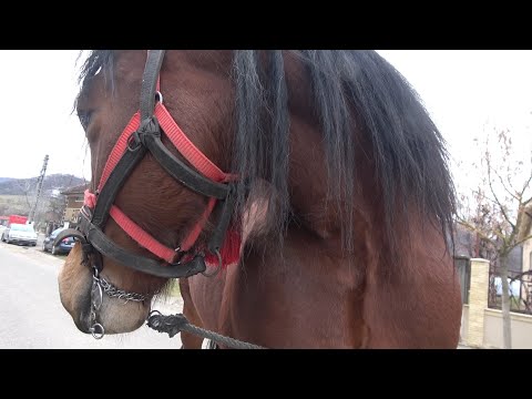 Iapa lui Madalin de la Bratca, Bihor - 2020 Nou!!!