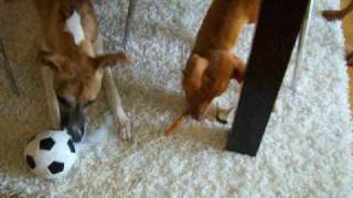 Two pharaoh hounds and a whippet playing