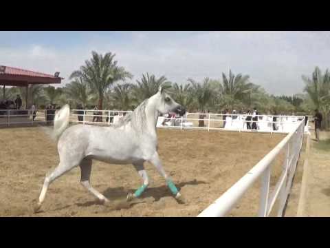 Al Khashab Open House FEB 2017 01