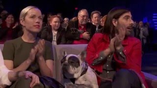 The World Dog Awards 2016 - Manny the Frenchie