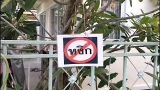 Download lagu Yee's garden mp3