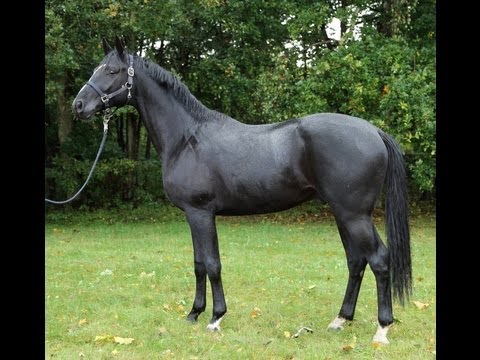 Hengst v. Benetton Dream, Rappe, geboren 2010, aus einer Trakehner Mutter
