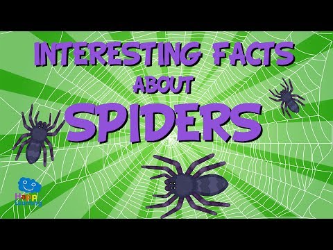 image-Do spiders all have 8 legs?