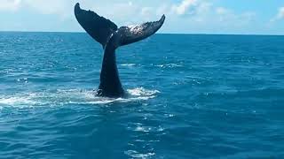 Musica Relaxante, Para Acalmar a Mente, Elevação Espiritual, para Dormir e Estudar.