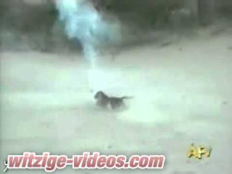 Hund klaut Feuerwerk