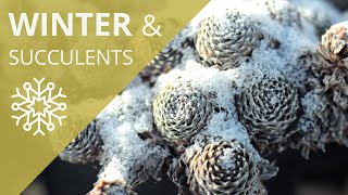 How Winter Cold Affects Your Succulents