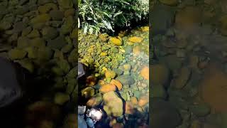 #countrylife #agro #beach #travel #80smusic #nostalgia #music #cover #song #guitar #shortsviral #br
