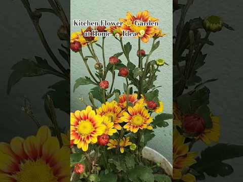 #flowers #garden #home #idea #viralvideo #flower #shorts #pranati #video #subscribe #comment #plz
