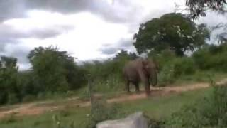 preview picture of video 'Wild Elephants in Sri Lanka'